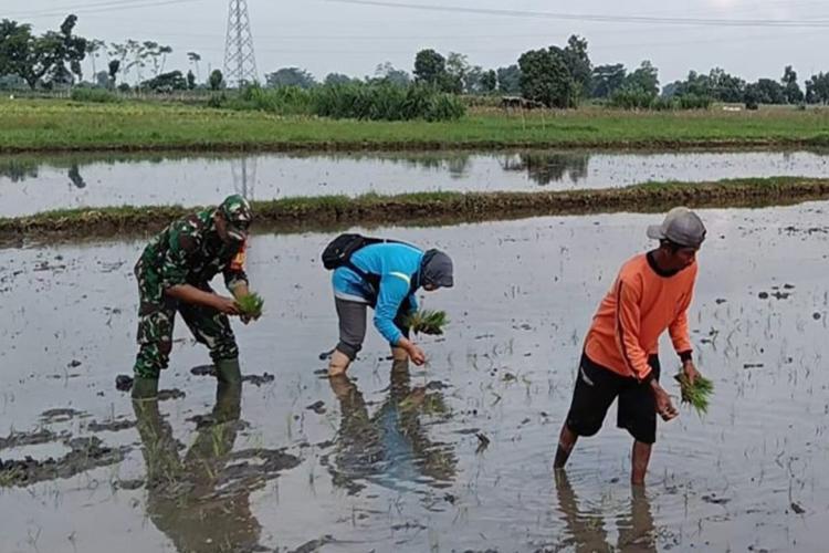 [ID] Upaya Dukung Ketahanan Pangan Wilayah, Babinsa Desa Kerjen Bantu Petani Tanam Padi