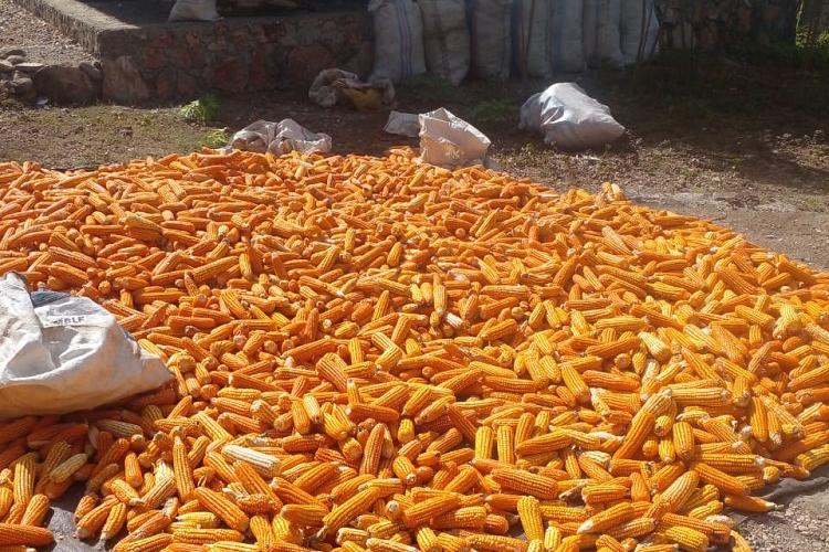 Herman Laet Petani Asal Desa Nunmafo Sukses Panen Jagung di Musim Kemarau