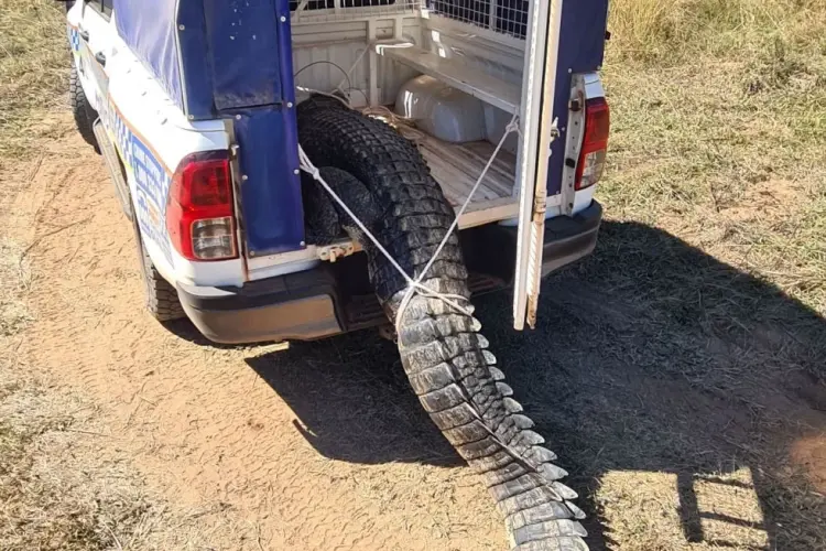 [EN] Remote Australian Community Feasts on Pet-Eating Crocodile