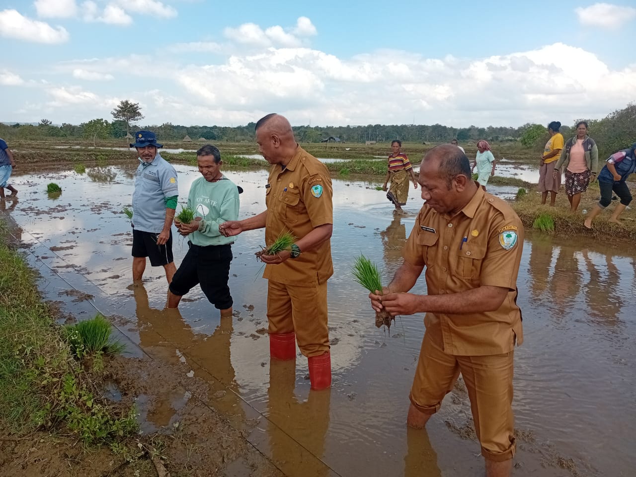 [ID] Plt. Kadis Pertanian TTU, Charles Malelak, Lakukan Tanam Simbolis di Persawahan Desa Atmen Kecamatan Insana Barat