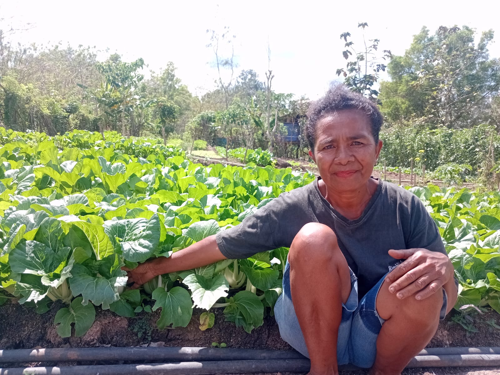 [ID] Mama Maria Seno, Petani Sayur Desa Nian yang Buktikan Lahan Manual Bisa Hasilkan Untung Besar
