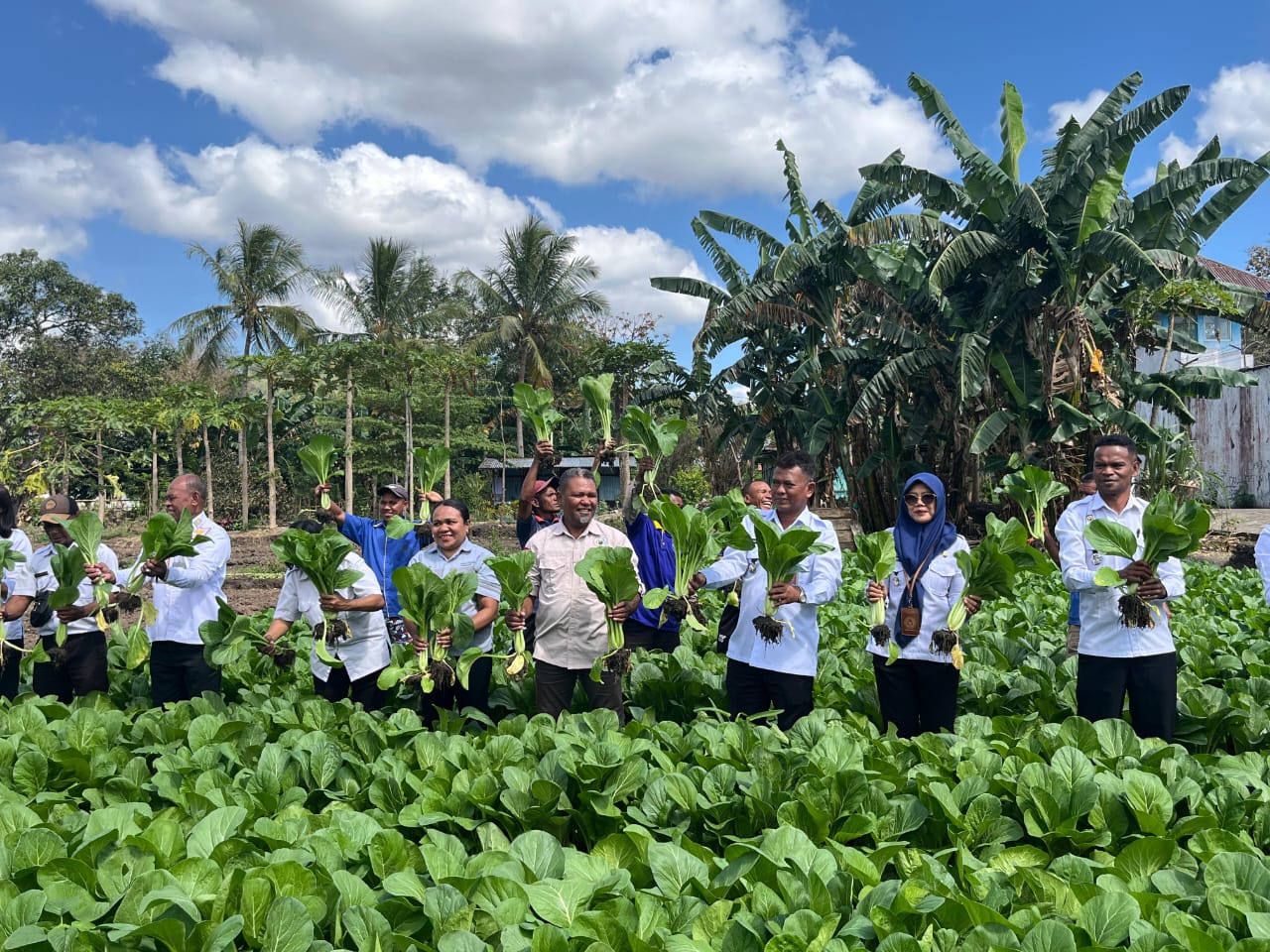[ID] Dinas Pertanian TTU Gelar Panen Simbolis Sayur Organik di Rutan Kefamenanu