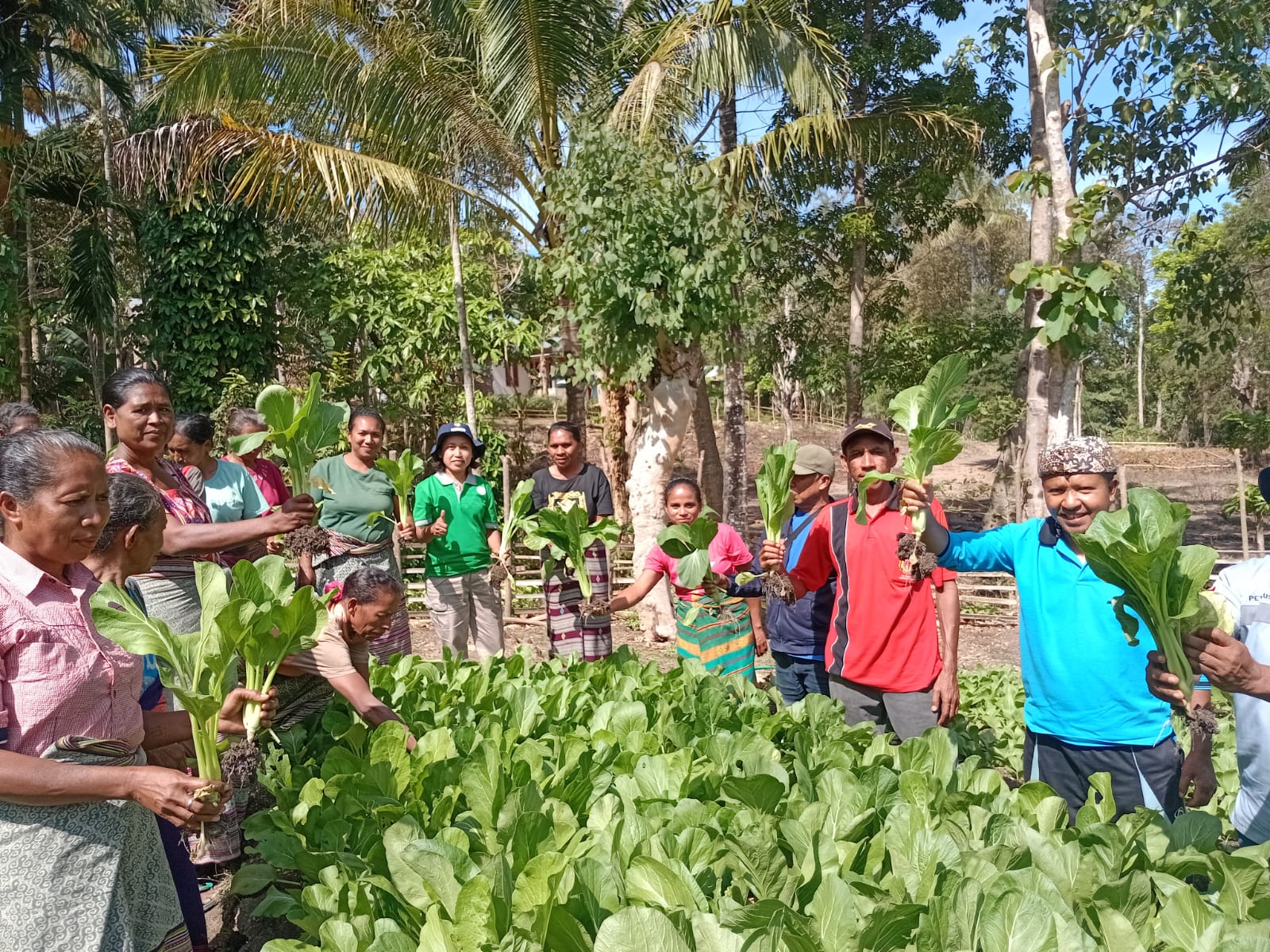 [ID] Dinas Pertanian TTU Gandeng Yayasan CIRMA NTT, Gelar Panen Simbolis Sayur Berbasis Eko Enzim di Desa Faennake