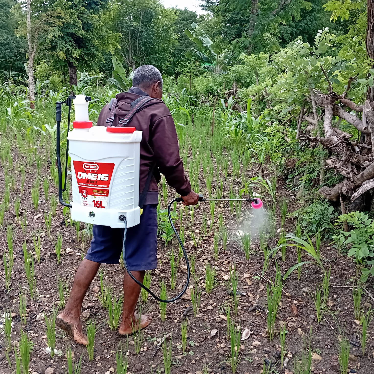 Yayasan Nusa Timor Mandiri Lakukan Penyemprotan di Kebun Kelompok Hue Penu Bikomi Utara